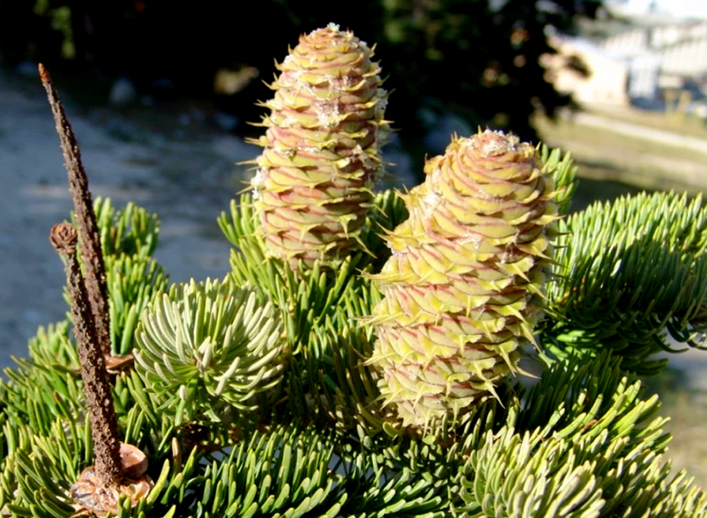 endemik bitki göknar