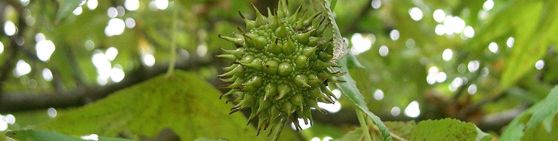 sigla_agaci_endemik_bitki_turleri_05_